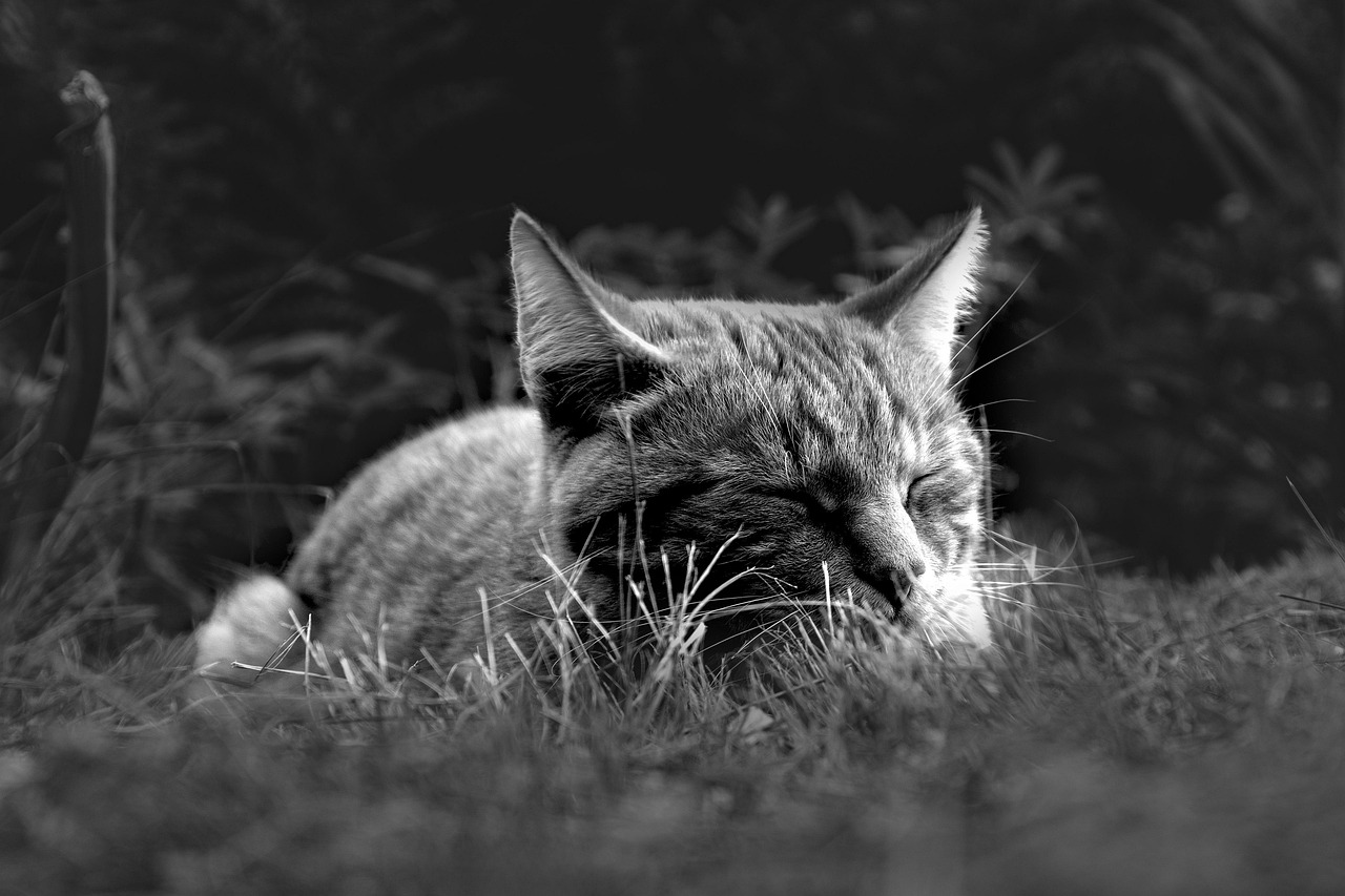 舌苔が原因の睡眠時の口臭を改善する方法は？