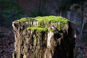 舌苔のカビが原因の口臭を予防する方法は？