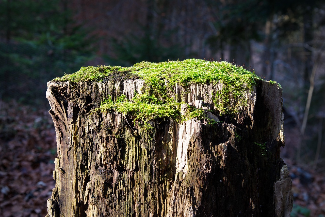 舌苔のカビが原因の口臭を予防する方法は？