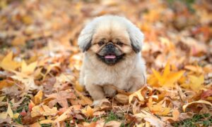 舌苔対策に効果的なサプリのおすすめは？