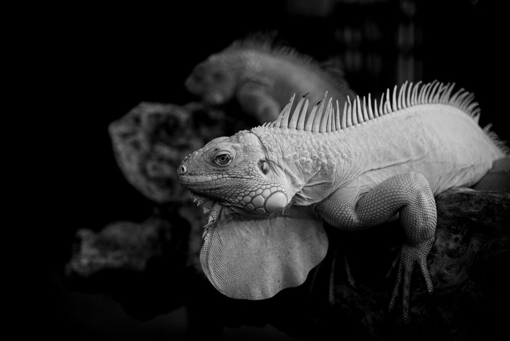 舌苔を早く取る方法にはどんなものがある？