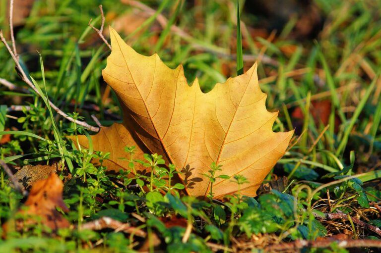 舌苔の乾燥が引き起こす口臭の原因と対策は？