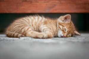 舌苔が原因の口臭を解消し、睡眠の質を改善する方法は？