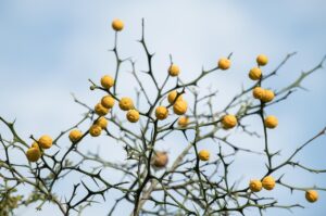 舌苔が原因の口臭と抗うつ薬による乾燥、どう対処すればいい？