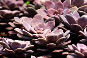 舌苔の取り方はどれくらいの相場が必要なの？
